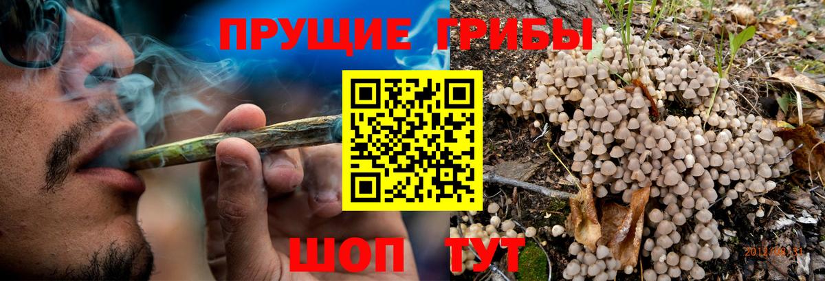Саратов  Псилоцибиновые грибы Psilocybe  Вход с VPN  Галлюциногенные грибы Psilocybine cubensis 